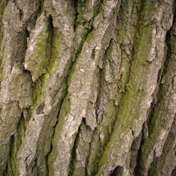 tölgyfa